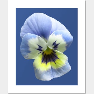 blue pansy flower, pansies, violets, bloom, viola Posters and Art